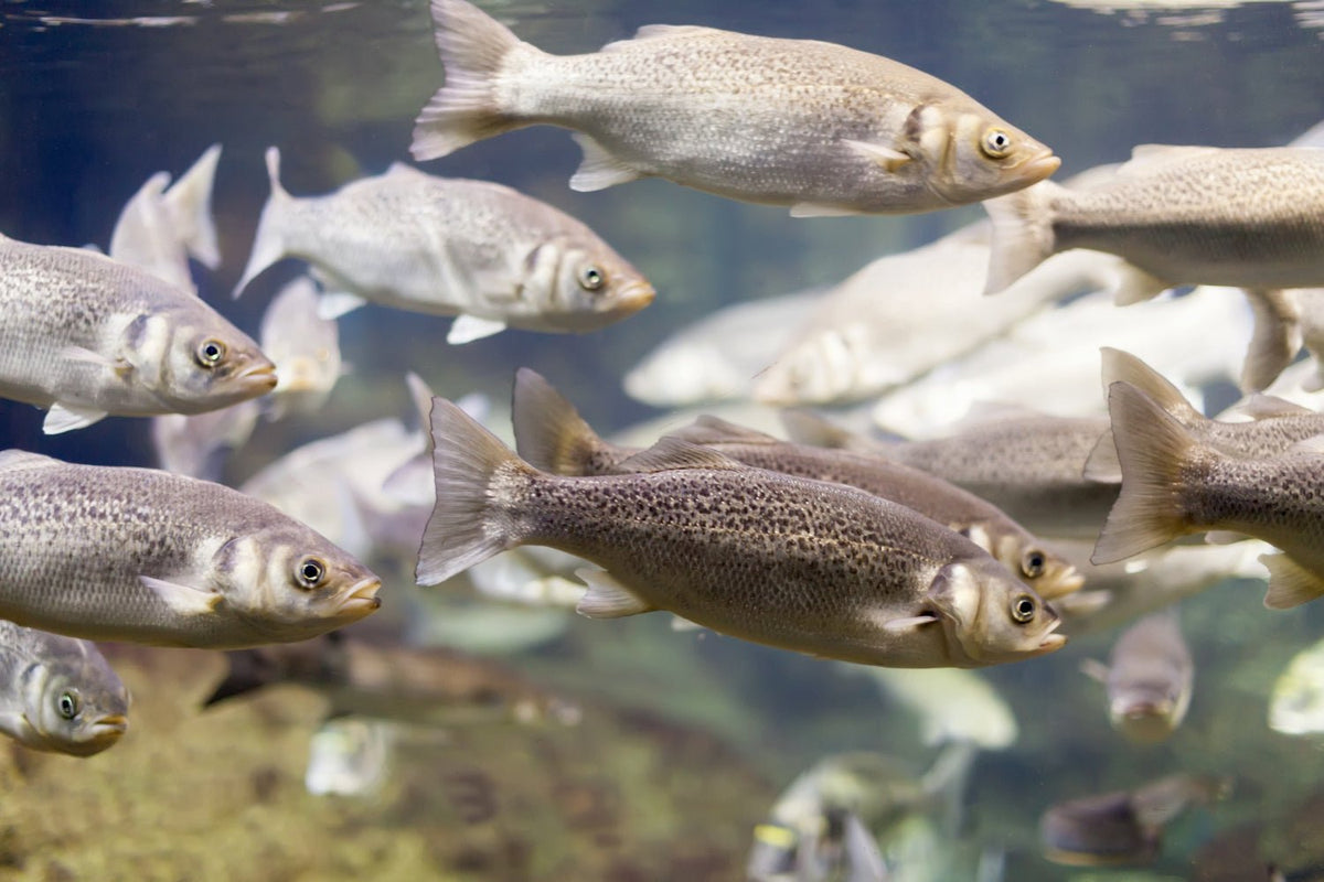 Fish Spotlight: Largemouth Bass