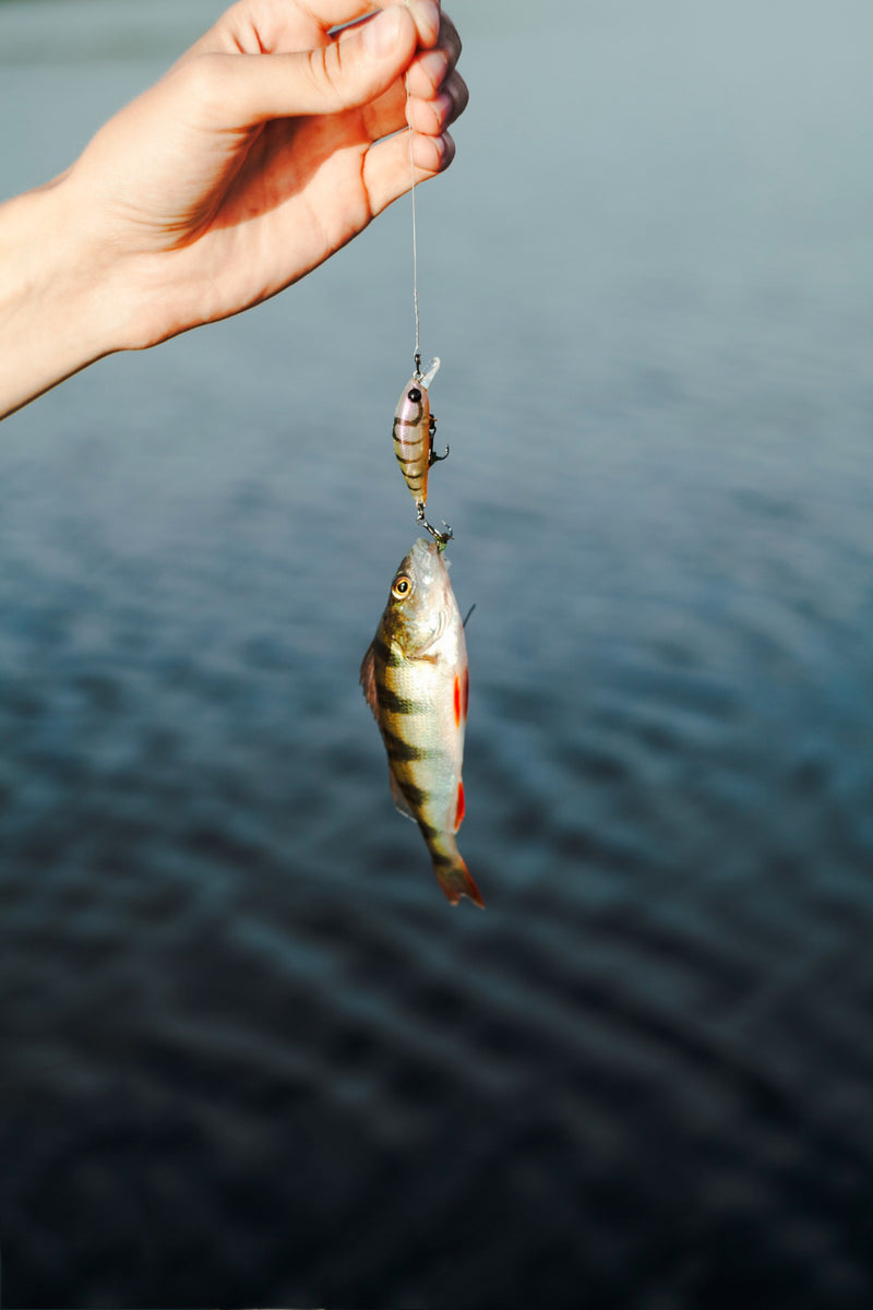 Top 10 Freshwater Fishing Spots: Where to Catch the Big Ones – BUZZERFISH