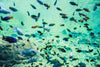 Exploring the Underwater World: How Underwater Cameras Enhance Your Fishing Experience - BUZZERFISH