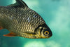 Fish Species Spotlight: Deep Dive into Lesser-Known Fish Varieties - BUZZERFISH