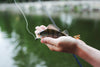 Fly Fishing for Beginners: Mastering the Art of the Perfect Cast - BUZZERFISH